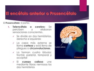 El encéfalo anterior o Prosencéfalo
El Prosencéfalo: 2 partes
1. Telencéfalo o cerebro: Se
perciben y elaboran
sensaciones conscientes.
 Se divide en dos hemisferios,
derecho e izquierdo
 La capa más externa se
llama corteza y está llena de
pliegues o circunvoluciones.
 Lo forman cuatro lóbulos:
frontal, parietal, temporal y
occipital
 El cuerpo calloso une
mediante fibras nerviosas los
dos hemisferios
 