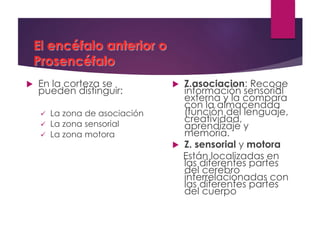 El encéfalo anterior o
Prosencéfalo
 En la corteza se
pueden distinguir:
 La zona de asociación
 La zona sensorial
 La zona motora
 Z.asociacion: Recoge
información sensorial
externa y la compara
con la almacenada
(función del lenguaje,
creatividad,
aprendizaje y
memoria.
 Z. sensorial y motora
Están localizadas en
las diferentes partes
del cerebro
interrelacionadas con
las diferentes partes
del cuerpo
 