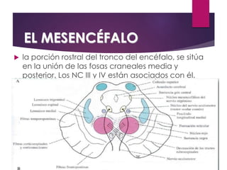 EL MESENCÉFALO
 la porción rostral del tronco del encéfalo, se sitúa
en la unión de las fosas craneales media y
posterior. Los NC III y IV están asociados con él.
 