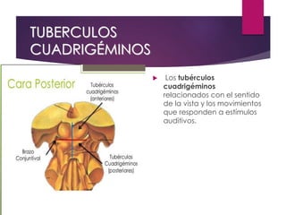 TUBERCULOS
CUADRIGÉMINOS
 Los tubérculos
cuadrigéminos
relacionados con el sentido
de la vista y los movimientos
que responden a estímulos
auditivos.
 