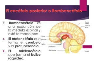 El encéfalo posterior o Rombencéfalo
El Rombencéfalo es
una expansión de
la médula espinal y
está formado por:
1. El metencéfalo que
forma el cerebelo
y la protuberancia
2. El mielencéfalo
que forma el bulbo
raquídeo.
IV ventrículo
 