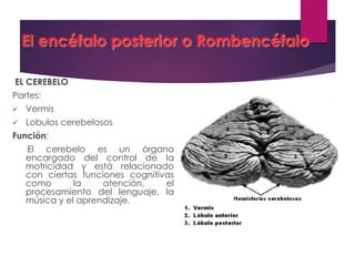 El encéfalo posterior o Rombencéfalo
EL CEREBELO
Partes:
 Vermis
 Lobulos cerebelosos
Función:
El cerebelo es un órgano
encargado del control de la
motricidad y está relacionado
con ciertas funciones cognitivas
como la atención, el
procesamiento del lenguaje, la
música y el aprendizaje.
 
