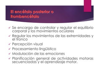 El encéfalo posterior o
Rombencéfalo
 Se encarga de controlar y regular el equilibrio
corporal y los movimientos oculares
 Regular los movimientos de las extremidades y
el tronco
 Percepción visual
 Procesamiento lingüístico
 Modulación de las emociones
 Planificación general de actividades motoras
secuenciadas y el aprendizaje motor.
 