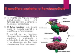 El encéfalo posterior o Rombencéfalo
2. El Puente de Varolio es una
protuberancia que está
formada por fibras y conecta los
hemisferios cerebelosos
3. El Bulbo raquídeo está situado
entre la médula espinal y el
encéfalo y su funciones son:
El control de las funciones
viscerales involuntarias: El ritmo
cardiaco, el respiratorio, el
reflejo de la deglución, el vómito
y la dilatación de los vasos
sanguíneos y fibras musculares.
 