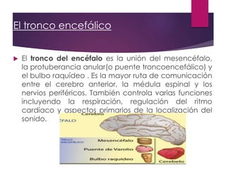 El tronco encefálico
 El tronco del encéfalo es la unión del mesencéfalo,
la protuberancia anular(o puente troncoencefálico) y
el bulbo raquídeo . Es la mayor ruta de comunicación
entre el cerebro anterior, la médula espinal y los
nervios periféricos. También controla varias funciones
incluyendo la respiración, regulación del ritmo
cardíaco y aspectos primarios de la localización del
sonido.
 