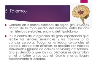 5. Tálamo.-
 Consiste en 2 masas esféricas de tejido gris, situadas
dentro de la zona media del cerebro, entre los dos
hemisferios cerebrales; encima del hipotálamo.
 Es un centro de integración de gran importancia que
recibe las señales sensoriales y las trasmite a la
corteza cerebral. Todas las entradas sensoriales al
cerebro, excepto las olfativas, se asocian con núcleos
individuales (grupos de células nerviosas) del tálamo.
Esto es debido a que las vías olfatorias se desarrollan
en el embrión antes que el tálamo y estas llegan
directamente al cerebro.
 