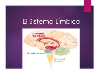 El Sistema Límbico
 