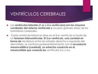 VENTRÍCULOS CEREBRALES
 Los ventrículos laterales (1.er y 2.o ventrículos) son las mayores
cavidades del sistema ventricular y ocupan grandes áreas de los
hemisferios cerebrales.
 Cada ventrículo lateral se abre en el 3.er ventrículo a través de
un foramen interventricular. El 3.er ventrículo, una cavidad en
forma de hendidura entre las mitades derecha e izquierda del
diencéfalo, se continúa posteroinferiormente con el acueducto
mesencefálico (cerebral), un estrecho conducto en el
mesencéfalo que conecta los ventrículos 3.o y 4.o.
 