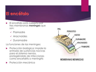 El encéfalo
 El encéfalo está cubierto por
tres membranas meninges que
son:
 Piamadre
 Aracnoides
 Duramadre
La funciones de las meninges:
 Protección biológica: impide la
entrada de sustancias nocivas
para el sistema nervios,
protegiéndolo de infecciones
como encefalitis o meningitis
 Protección mecánica
 