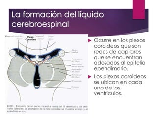 La formación del líquido
cerebroespinal
 Ocurre en los plexos
coroideos que son
redes de capilares
que se encuentran
adosados al epitelio
ependimario.
 Los plexos coroideos
se ubican en cada
uno de los
ventrículos.
 