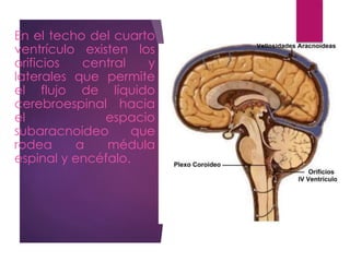 En el techo del cuarto
ventrículo existen los
orificios central y
laterales que permite
el flujo de líquido
cerebroespinal hacia
el espacio
subaracnoideo que
rodea a médula
espinal y encéfalo.
 