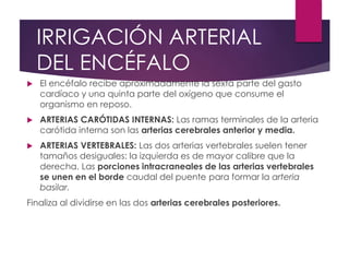 IRRIGACIÓN ARTERIAL
DEL ENCÉFALO
 El encéfalo recibe aproximadamente la sexta parte del gasto
cardíaco y una quinta parte del oxígeno que consume el
organismo en reposo.
 ARTERIAS CARÓTIDAS INTERNAS: Las ramas terminales de la arteria
carótida interna son las arterias cerebrales anterior y media.
 ARTERIAS VERTEBRALES: Las dos arterias vertebrales suelen tener
tamaños desiguales: la izquierda es de mayor calibre que la
derecha. Las porciones intracraneales de las arterias vertebrales
se unen en el borde caudal del puente para formar la arteria
basilar.
Finaliza al dividirse en las dos arterias cerebrales posteriores.
 