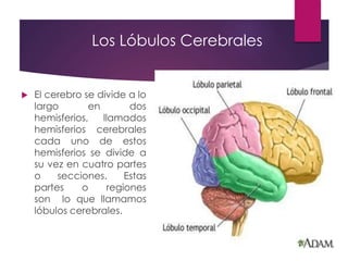 Los Lóbulos Cerebrales
 El cerebro se divide a lo
largo en dos
hemisferios, llamados
hemisferios cerebrales
cada uno de estos
hemisferios se divide a
su vez en cuatro partes
o secciones. Estas
partes o regiones
son lo que llamamos
lóbulos cerebrales.
 