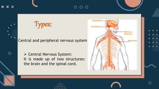 Types:
Central and peripheral nervous system
 Central Nervous System:
It is made up of two structures:
the brain and the spinal cord.
 