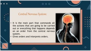 • It is the main part that commands all
the actions that are going to be carried
out or everything that happens depends
on an order from the central nervous
system.
• Gives orders and interprets orders.
Central Nervous System:
 