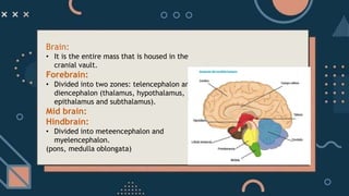 Brain:
• It is the entire mass that is housed in the
cranial vault.
Forebrain:
• Divided into two zones: telencephalon and
diencephalon (thalamus, hypothalamus,
epithalamus and subthalamus).
Mid brain:
Hindbrain:
• Divided into meteencephalon and
myelencephalon.
(pons, medulla oblongata)
 