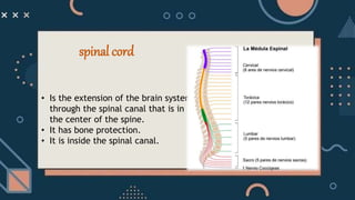 • Is the extension of the brain system
through the spinal canal that is in
the center of the spine.
• It has bone protection.
• It is inside the spinal canal.
spinal cord
 