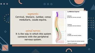 segments:
Cervical, thoracic, lumbar, conus
medullaris, cauda equina.
spinal nerves:
It is the way in which this system
connects with the peripheral
nervous system.
 