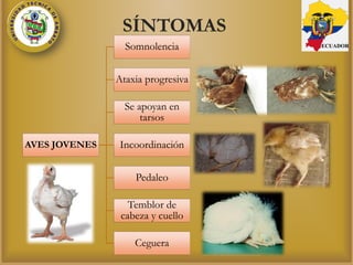 SÍNTOMAS
AVES JOVENES
Somnolencia
Ataxia progresiva
Se apoyan en
tarsos
Incoordinación
Pedaleo
Temblor de
cabeza y cuello
Ceguera
ECUADOR
 