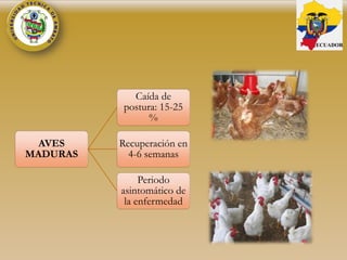AVES
MADURAS
Caída de
postura: 15-25
%
Recuperación en
4-6 semanas
Periodo
asintomático de
la enfermedad
ECUADOR
 