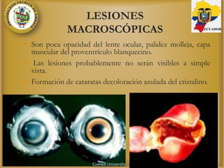 LESIONES
MACROSCÓPICAS
• Son poca opacidad del lente ocular, palidez molleja, capa
muscular del proventrículo blanquecino.
• Las lesiones probablemente no serán visibles a simple
vista.
• Formación de cataratas decoloración azulada del cristalino.
ECUADOR
 
