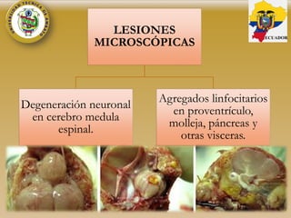 LESIONES
MICROSCÓPICAS
Degeneración neuronal
en cerebro medula
espinal.
Agregados linfocitarios
en proventrículo,
molleja, páncreas y
otras visceras.
ECUADOR
 