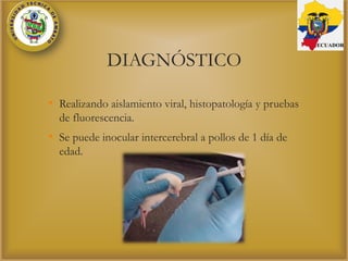 DIAGNÓSTICO
• Realizando aislamiento viral, histopatología y pruebas
de fluorescencia.
• Se puede inocular intercerebral a pollos de 1 día de
edad.
ECUADOR
 