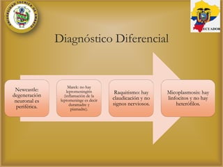 Diagnóstico Diferencial
Newcastle:
degeneración
neuronal es
periférica.
Marek: no hay
leptomeningitis
(inflamación de la
leptomeninge es decir
duramadre y
piamadre).
Raquitismo: hay
claudicación y no
signos nerviosos.
Micoplasmosis: hay
linfocitos y no hay
heterófilos.
ECUADOR
 