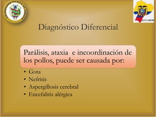 Diagnóstico Diferencial
Parálisis, ataxia e incoordinación de
los pollos, puede ser causada por:
• Gota
• Nefritis
• Aspergillosis cerebral
• Encefalitis alérgica
ECUADOR
 