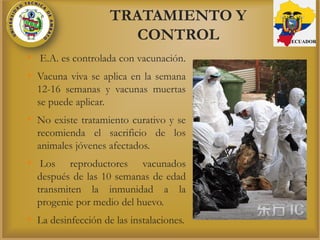 TRATAMIENTO Y
CONTROL
• E.A. es controlada con vacunación.
• Vacuna viva se aplica en la semana
12-16 semanas y vacunas muertas
se puede aplicar.
• No existe tratamiento curativo y se
recomienda el sacrificio de los
animales jóvenes afectados.
• Los reproductores vacunados
después de las 10 semanas de edad
transmiten la inmunidad a la
progenie por medio del huevo.
• La desinfección de las instalaciones.
ECUADOR
 
