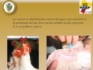 • La vacuna es administrada a través del agua o por punción en
la membrana del ala. Esta vacuna también ayuda a prevenir
E.A. en pollitos y pavos.
ECUADOR
 