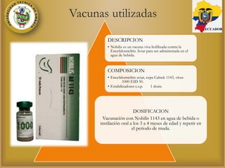 Vacunas utilizadas
DESCRIPCION
• Nobilis es un vacuna viva liofilizada contra la
Encefalomielitis Aviar para ser administrada en el
agua de bebida.
COMPOSICION
• Encefalomielitis aviar, cepa Calnek 1143, virus
1000 EID 50.
• Estabilizadores c.s.p. 1 dosis.
DOSIFICACION
Vacunación con Nobilis 1143 en agua de bebida o
instilación oral a los 3 a 4 meses de edad y repetir en
el periodo de muda.
ECUADOR
 