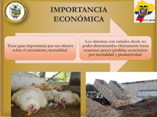 IMPORTANCIA
ECONÓMICA
Tiene gran importancia por sus efectos
sobre el crecimiento, mortalidad.
Los síntomas son variados desde no
poder determinarlos clínicamente hasta
ocasionar graves pérdidas económicas
por mortalidad y productividad.
ECUADOR
 