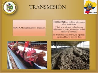 TRANSMISIÓN
VERTICAL: reproductoras infectadas.
HORIZONTAL: pollitos infectados,
alimento, camas.
(El virus se elimina en las heces y
contamina la cama, se dispersa por el
calzado y fomites).
La diseminación del virus, se esparce a
través del huevo en 5-13 días.
ECUADOR
 
