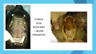 ICTERÍCIA
SÓ EM
PALATO MOLE
= MELHOR
PROGNÓSTICO
 