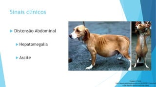 Sinais clínicos
 Distensão Abdominal
 Hepatomegalia
 Ascite
Imagem Fonte :
http://www.petshopauqmia.com.br/2009/11/acumul
o-de-liquido-abdominal-nos-caes/
 