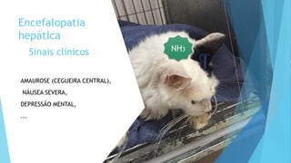 Sinais clínicos
AMAUROSE (CEGUEIRA CENTRAL),
NÁUSEA SEVERA,
DEPRESSÃO MENTAL,
...
Encefalopatia
hepática
NH3
 