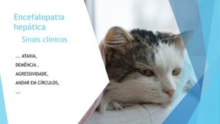 Sinais clínicos
Encefalopatia
hepática
... ATAXIA,
DEMÊNCIA ,
AGRESSIVIDADE,
ANDAR EM CÍRCULOS,
...
 