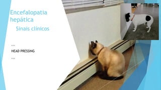 Sinais clínicos
Encefalopatia
hepática
...
HEAD PRESSING
...
 