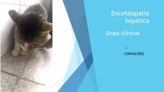 Sinais clínicos
Encefalopatia
hepática
...
CONVULSÕES
 