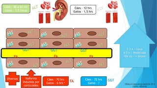 FAFAFA
GGT GGT GGT 2-3 x = Leve
4-5 x = Moderada
10x ou + = Grave
Cães – 40 a 60 hrs
Gatos – 3,5 horas
Cães – 12 hrs
Gatos – 1,5 hrs
Cães – 70 hrs
Gatos – 6 hrs *
Cães – 72 hrs
Gatos – ?
FA GGTDiversos Isoforma
Induzida por
corticoides
Clinics in laboratory medicine 35.3
(2015): 503-519.
 