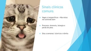 Sinais clínicos
comuns
 Vagos e inespecíficos = Não estou
me sentindo bem
 Precoces: Anorexia, letargia e
perda de peso
 Dias a semanas: Ictericia e vômito
 