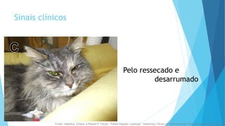 Sinais clínicos
Pelo ressecado e
desarrumado
Fonte: Valtolina, Chiara, a Robert P. Favier. "Feline Hepatic Lipidosis." Veterinary Clinics of North America: Small Animal Practice (2017).
 