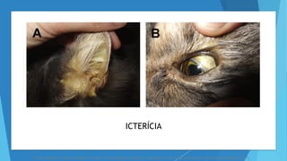 Fonte: Valtolina, Chiara, a Robert P. Favier. "Feline Hepatic Lipidosis." Veterinary Clinics of North America: Small Animal Practice (2017).
ICTERÍCIA
 