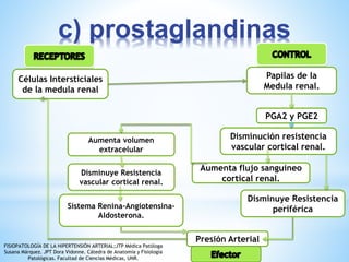 c) prostaglandinas 
Células Intersticiales 
de la medula renal 
Papilas de la 
Medula renal. 
PGA2 y PGE2 
Disminución resistencia 
vascular cortical renal. 
Aumenta flujo sanguíneo 
cortical renal. 
Disminuye Resistencia 
Aumenta volumen 
extracelular 
Disminuye Resistencia 
vascular cortical renal. 
Sistema Renina-Angiotensina- periférica 
Aldosterona. 
Presión Arterial 
FISIOPATOLOGÍA DE LA HIPERTENSIÓN ARTERIAL;JTP Médica Patóloga 
Susana Márquez. JPT Dora Vidonne. Cátedra de Anatomía y Fisiología 
Patológicas. Facultad de Ciencias Médicas, UNR. 
 