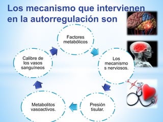 Los mecanismo que intervienen 
en la autorregulación son 
Factores 
metabólicos 
Los 
mecanismo 
s nerviosos. 
Presión 
tisular. 
Calibre de 
los vasos 
sanguíneos 
Metabolitos 
vasoactivos. 
 