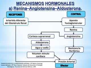 MECANISMOS HORMONALES 
a) Renina–Angiotensina–Aldosterona. 
Arteriola Aferente 
del Glomérulo Renal 
Aparato 
Yuxtaglomerular 
Renina 
Angiotensina 
Resistencia 
Periférica 
Corteza suprarrenal 
Aldosterona 
Agua y sodio 
Volumen minuto 
cardiaco 
Presión Arterial 
FISIOPATOLOGÍA DE LA HIPERTENSIÓN ARTERIAL;JTP Médica Patóloga 
Susana Márquez. JPT Dora Vidonne. Cátedra de Anatomía y Fisiología 
Patológicas. Facultad de Ciencias Médicas, UNR. 
 