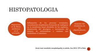 Inflamación de los procesos terminales,
vacuolización citoplásmica formación de repliegues
en la membrana basal alrededor de los capilares,
disminución del glucógeno e incremento del
número de mitocondrias y enzimas que
catabolizan el amoniaco.
Degeneraci
on de fibras
mielinicas
en el
neuropilo.
Aumento del
citoplasma de
los
oligodendrocito
s
Acute toxic-metabolic encephalopathy in adults. Jun 2015. UP to Date.
 