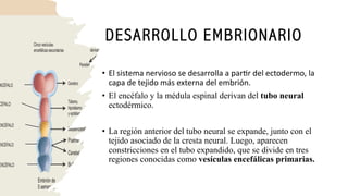 Neuroectodermo encefalo y nervios craneales new.pdf PRESENTACION | PDF