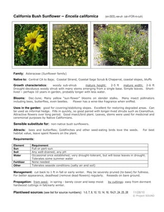 California Bush Sunflower – Encelia californica

(en-SEEL-ee-uh cal-i-FOR-ni-cuh)

Family: Asteraceae (Sunflower family)
Native to: Central CA to Baja; Coastal Strand, Coastal Sage Scrub & Chaparral, coastal slopes, bluffs
woody sub-shrub
mature height:
2-5 ft
mature width: 2-6 ft
Drought-deciduous woody shrub with many stems emerging from a single base. Simple leaves. Shortlived – perhaps 10 years in garden, probably longer with less water.

Growth characteristics:

Dec-June; Many yellow “sun-flower” blooms on slender stalks. Many insect pollinators
including bees, butterflies, even beetles.
Flower has a wine-like fragrance when sniffed.

Blooms:

Uses in the garden: good for covering/stabilizing slopes. Excellent for restoring degraded areas. Can
be used as informal hedge. Fills in quickly, so good paired with longer-lived shrubs such as Ceanothus.
Attractive flowers over long period. Good insect/bird plant. Leaves, stems were used for medicinal and
ceremonial purposes by Native Californians.

Sensible substitute for: non-native bush sunflowers.
bees and butterflies; Goldfinches and other seed-eating birds love the seeds.
habitat value, leave spent flowers on the plant.

Attracts:

For best

Requirements:
Element
Sun
Soil
Water
Fertilizer
Other

Requirement
Full or part-sun
Any well-drained; any pH
Occasional once established; very drought-tolerant, but will loose leaves in drought.
Tolerates some summer water
None needed
Tolerates seaside conditions (salty air and soil)

Management: cut back to 1 ft in fall or early winter. May be severely pruned (to base) for fullness.
For better appearance, deadhead (remove dead flowers) regularly.

Propagation: from seed: in spring - barely cover and keep moist

Reseeds on bare ground.
by cuttings: easy from dormant

hardwood cuttings in fall/early winter.

Plant/seed sources (see list for source numbers): 1-3, 7, 8, 10, 13, 14, 16, 19-21, 24, 25, 28

11/28/10
© Project SOUND

 